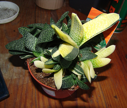 “调整、创新、融合”:推动工业经济“稳中求【十大足球赌注软件排行榜】(图1) 足球赌注软件