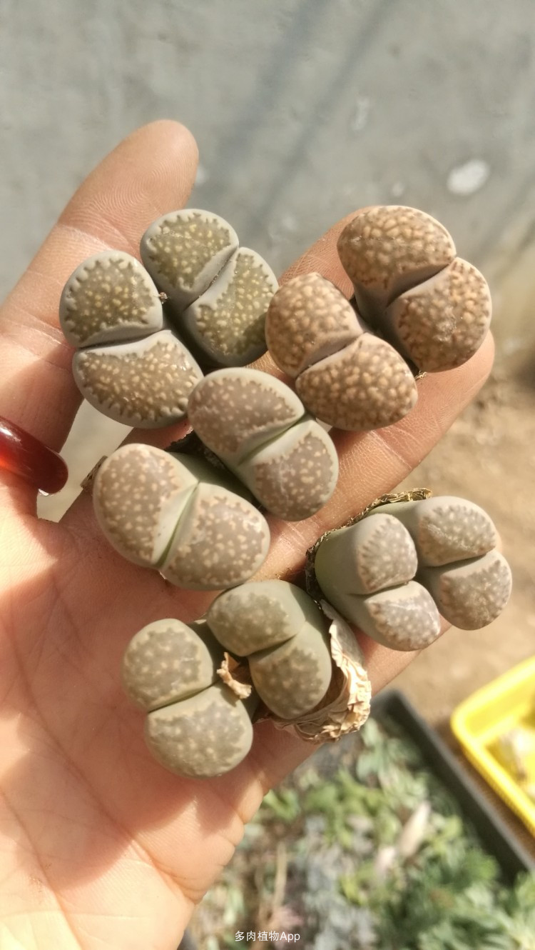 足球赌注软件APP